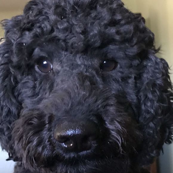 Meet your Posher, Rene - Picture 1 of 1